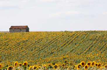 Champ de tournesols