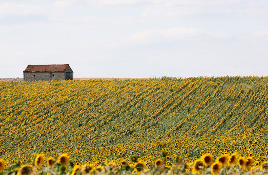 Champ de tournesols