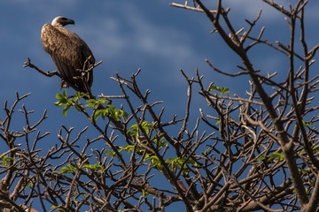 Eagle seating on a tree in safari at Tarangire National Park of Tanzania
