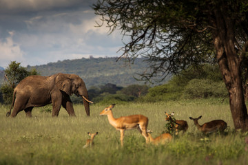 Naklejka na ściany i meble Elephant walking in safari at Tarangire National Park of Tanzania