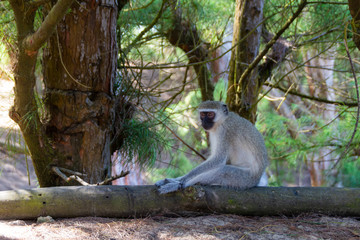 Monkey is sitting on a tree trunk in the forest of Cape Vidal in South Africa