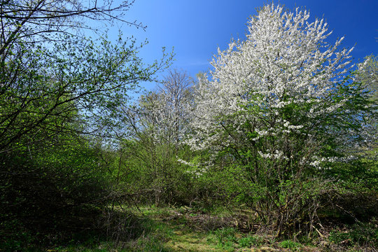 blühende Traubenkirsche (Prunus padus) flowering bird cherry (Prunus padus)