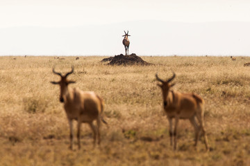 Naklejka na ściany i meble Impala on a field in Serengeti National Park in Tanzania during safari