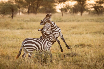Fototapeta na wymiar Two zebra playing in Serengeti National Park in Tanzania during safari