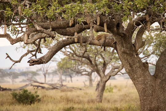 Lepard resting in a tree in Serengeti National Park in Tanzania during safari