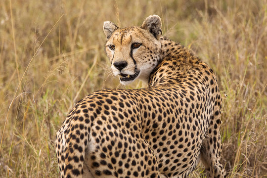 Cheetah looking back in Serengeti National Park in Tanzania during safari