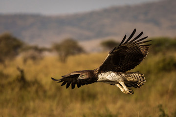 Young hawk flying during safari in Serengeti National Park, Tanzania