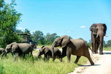 Elephant family is crossing the road in front of a safari 4x4 car in Kruger Park South Africa