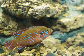 Blue Chromis Chromis atripectoralis, an aquarium fish in an aquarium with no blue background.