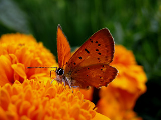 pomarańczowy motyl na pomarańczowym kwiatku