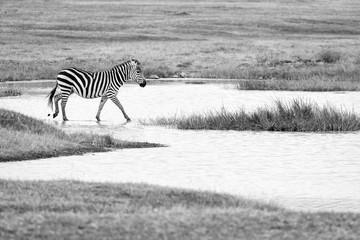 Fototapeta na wymiar Single Zebra during safari in Ngorongoro National Park, Tanzania