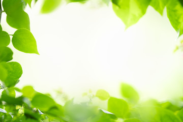 Closeup beautiful nature view of green leaf on blurred greenery background in garden with copy space using as background natural green plants landscape, ecology, fresh wallpaper concept.