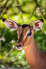 Springbok on safari in South-Africa, Kruger National Park, Mpumalanga