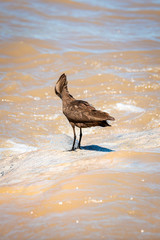 Hammerhead bird washing himself in the river in South-Africa on safari
