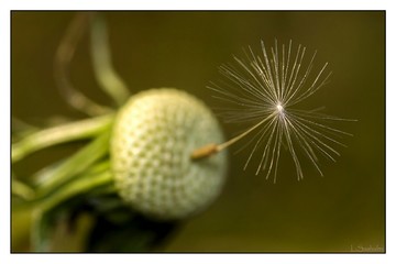 Close-up Of Dandelion Seed Growing Outdoors