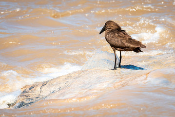 Hammerhead bird hunting for fish in the river in South-Africa on safari
