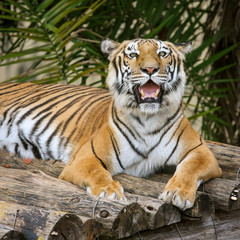 Fototapeta na wymiar Tigre no zoológico descansando em toras de madeira olhando para a câmera. Retrato do felino com bastante textura.
