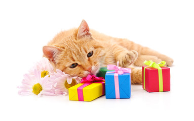 Cat with gifts and daisies.