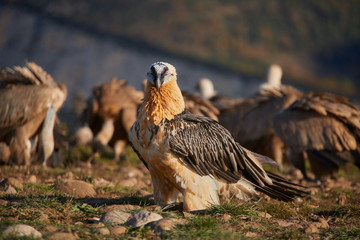 Wild Bearded Vulture walking on the north mountains of Catalonia.