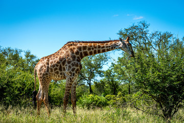 Wild giraffe during a safari in the Kruger National Park, Mpumalanga, South Africa