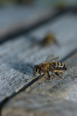 Ein fleißiges Bienchen