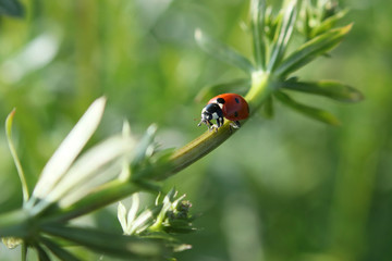 A Ladybird´s adventure