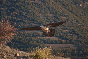 Fototapeta na wymiar Wild Bearded Vulture flying.