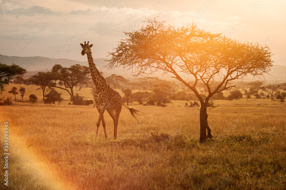 Wall mural giraffe at sunset near a tree in serengeti national park in tanzania during safari with colourful ba