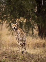 Cheetah looking back in Serengeti National Park in Tanzania during safari