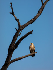 Hawk resting on a tree in Serengeti National Park in Tanzania during safari