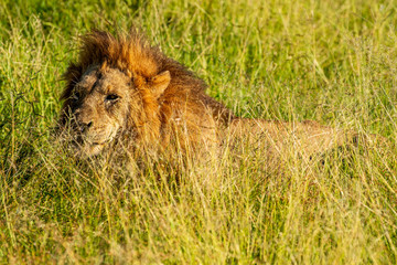 Wild lion lying down in the grass