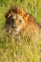 Wild lion waking up his lioness for mating in the Krugerpark, South-Africa