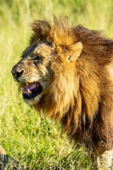 Close-up of a wild male lion roaring in African grass. Krugerpark.