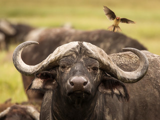 Buffalo during safari in Ngorongoro National Park, Tanzania