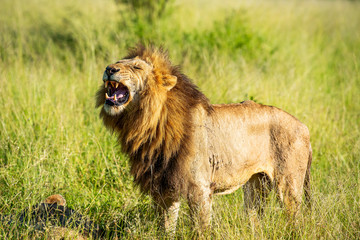 Close-up of a wild male lion roaring in African grass. Krugerpark.