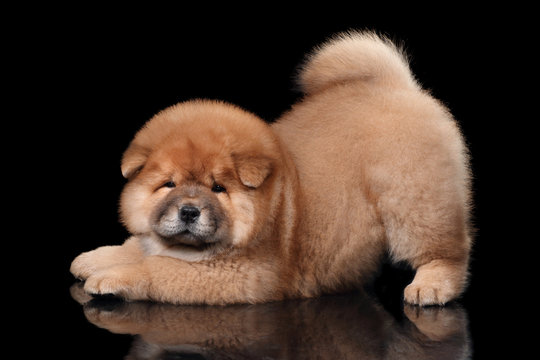 Funny playful chow chow puppy