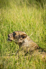 Wild lioness lying down in the grass