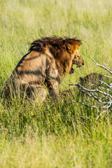 Wild lion roaring while mating with a lioness in Africa, Krugerpark