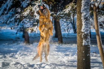 German shepherd in a winter park