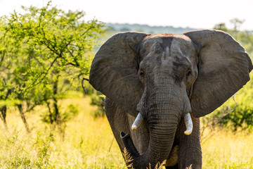 Naklejka na ściany i meble Wild elephant in the Kruger National Park on safari, South-Africa, Mpumalanga