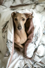 Brown dog Italian Greyhound sitting under the white quilt
