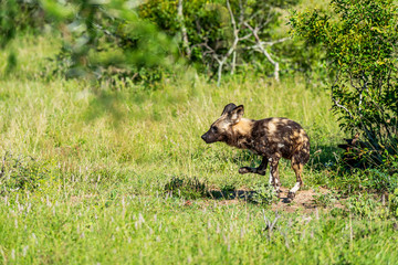 Wild dog running through grass in South Africa on safari in the Krugerpark 
