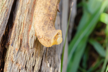 Slug Lifting Its Head