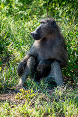 Primate sitting and relaxing in the high grass