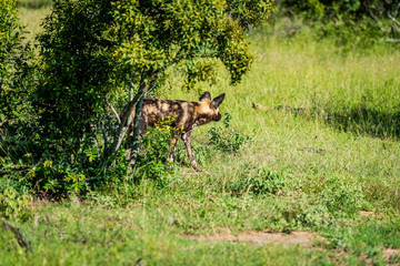 Springbok on safari in South-Africa, Kruger National Park, Mpumalanga