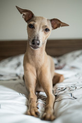 Brown dog Italian Greyhound sitting under the white quilt