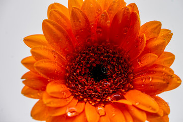 Gerbera flower - macro photography red, yellow, orange, pink with detail of Gerbera flower with...