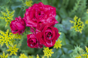 Droplets on red roses with green and yellow background in the garden in Spring.