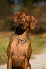 Sitting brown dog Rhodesian Ridgeback head portrait 