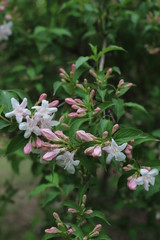 paysage du jardin au printemps  weigelia rose 